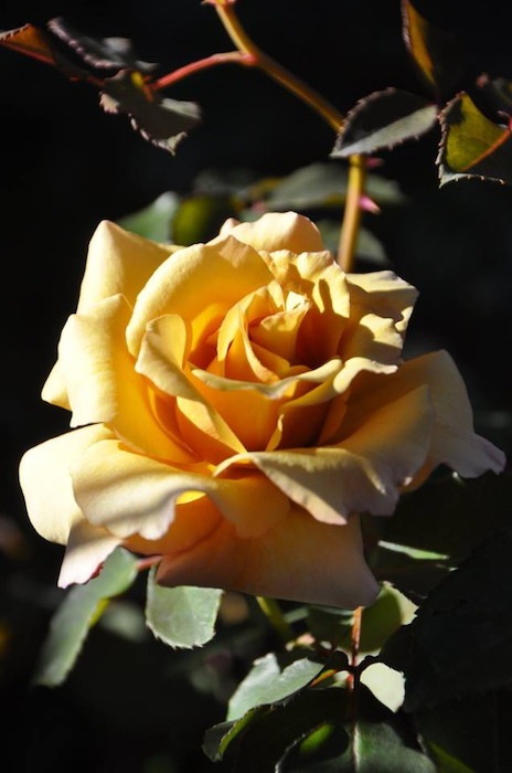 �Х��ġ����ġۤϤĤ� ���� 6��ȭ�����ʡη����ʼ�ϡ�Kb-KBO��