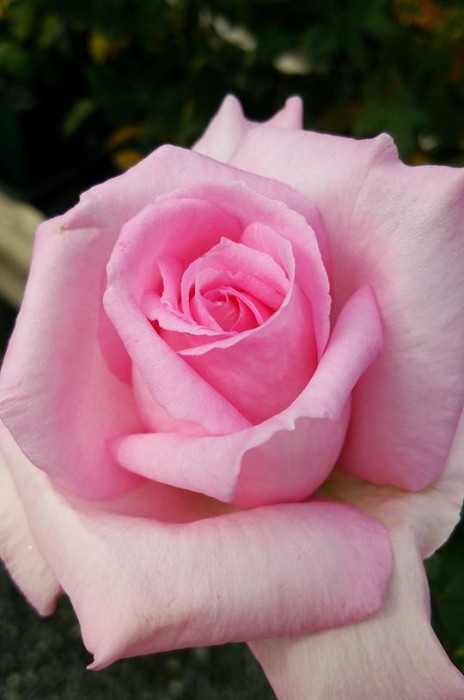 ġۥХ ե쥰ȥҥڥƥˡ졼  6ȭʡηʼϡJ-HT25