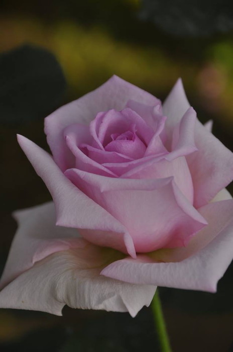 ġۥХ ե쥰ȥҥڥƥˡ졼  6ȭʡηʼϡJ-HT25