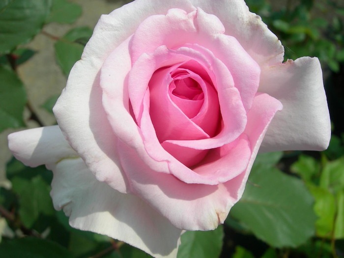 ġۥХ ե쥰ȥҥڥƥˡ졼  6ȭʡηʼϡJ-HT25