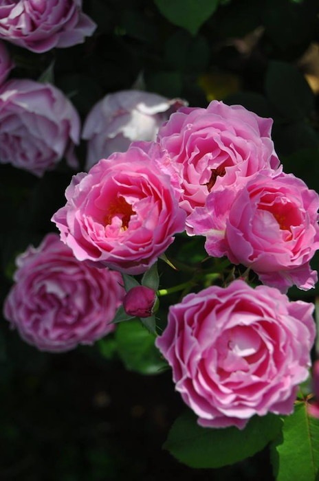 Хġġۥǥߥ  6ȭʡηʼϡJ-RO