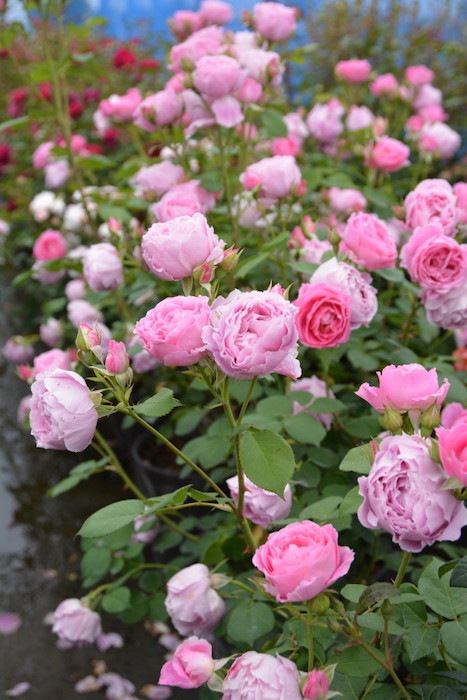 Хġġۥǥߥ  6ȭʡηʼϡJ-RO