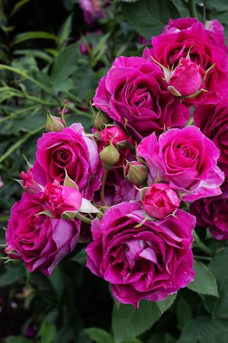 ġۥХ ץ쥸  6ȭʡηʼϡOM-GU