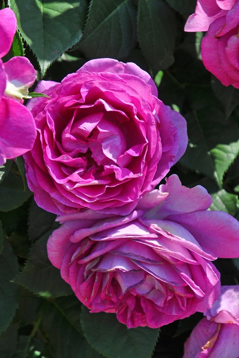 Хġġۥɥࡼ  6ȭʡӿ建 ʼϿдϡIR-IRO3