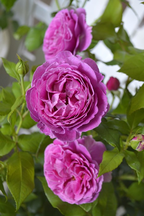 Хġġۥɥࡼ  6ȭʡӿ建 ʼϿдϡIR-IRO3