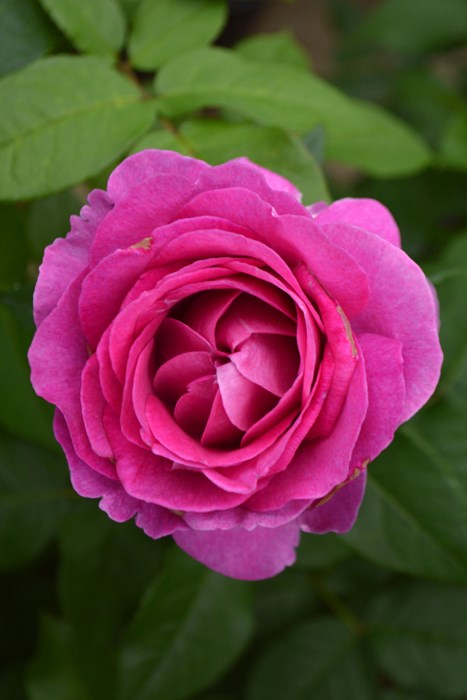 Хġġۥɥࡼ  6ȭʡӿ建 ʼϿдϡIR-IRO3