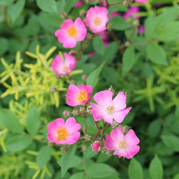 ġۥХ Ϥʤڲ־  6ȭʡηʼϡKMG-GR