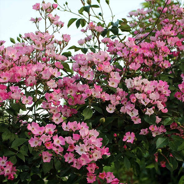 ġۥХ Ϥʤڲ־  6ȭʡηʼϡKMG-GR