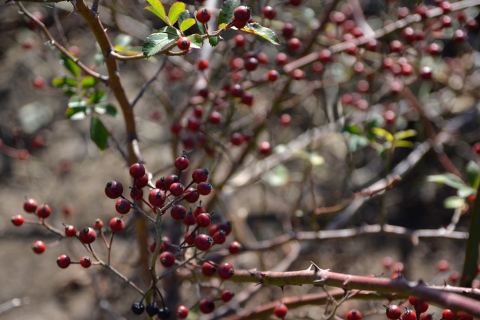 ġۥХ Ϥʤڲ־  6ȭʡηʼϡKMG-GR