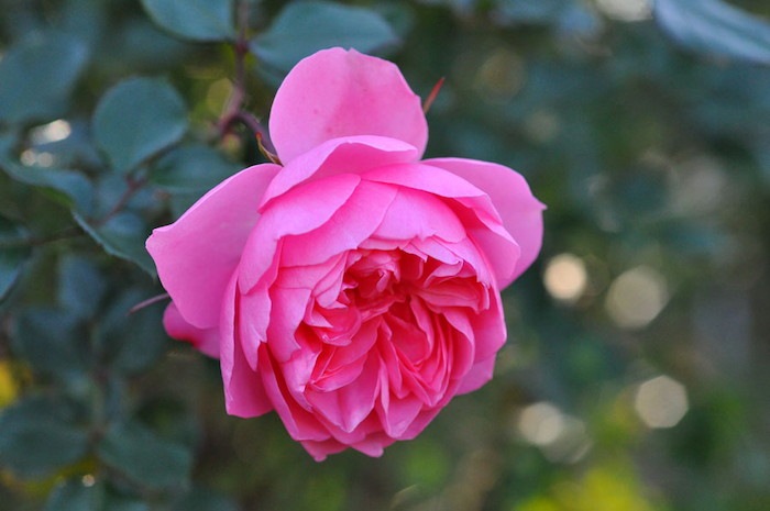 �Х��ġ����ġۥ����ɥ��⡼�ѥå��� ���� 6��ȭ�����ʡ�J-FL20��