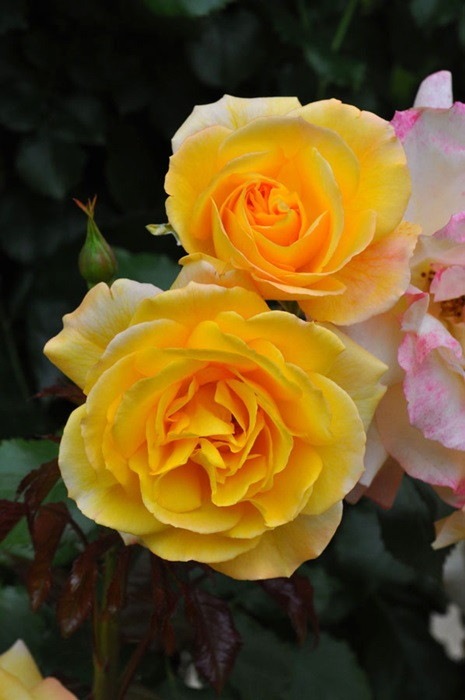 Хġġۥϥ98  6ȭʡJ-CL10