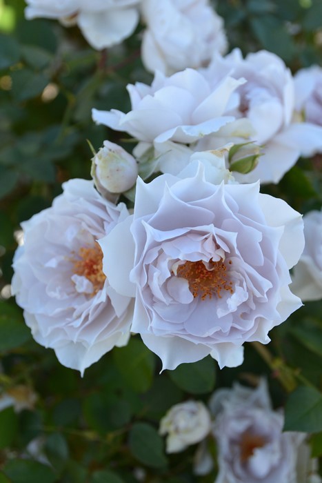 ���ߵ����ġۥХ��� �����쥹�ƥ����� ���� 6��ȭ�����ʡ����ӿ建�� �ʼ���Ͽ�д���ϡ�J-RP��