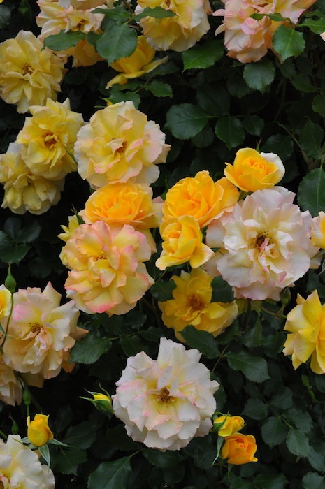 Хġġۥϥ98  6ȭʡJ-CL10