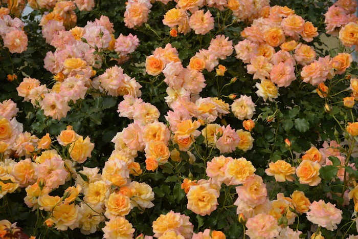 Хġġۥϥ98  6ȭʡJ-CL10