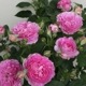 �Х��ġ�6�濷�ġۥ����������ȥ桼 ���� 6��ȭ�����ʡη����ʼ�ϡ�KMG-KMG��