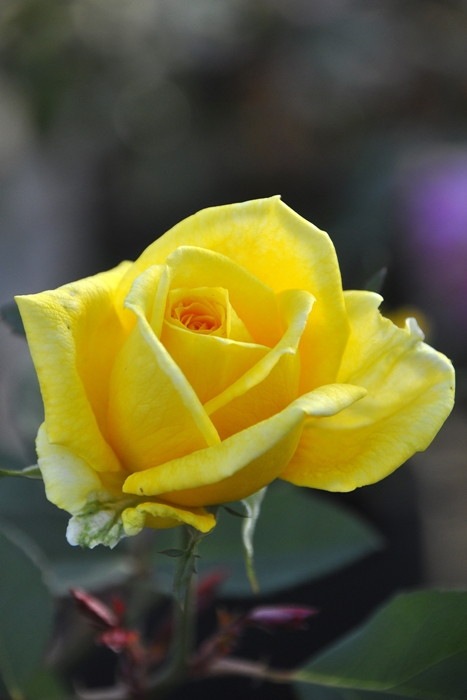 Хġڿġۥޥ륳ݡ ġJ-HT10