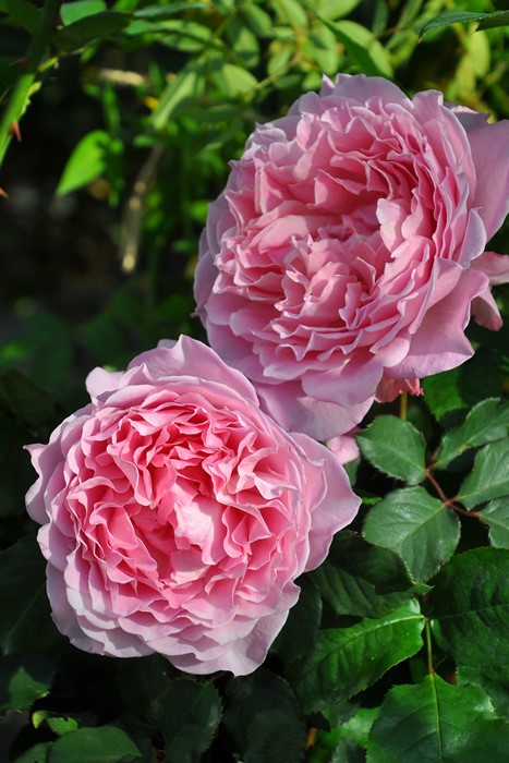 �Х��ġ����ġۥҡ���� ���� 6��ȭ�����ʡ����ӿ建�� ��Ͽ�ʼ�ϡ�KMG-KMG��