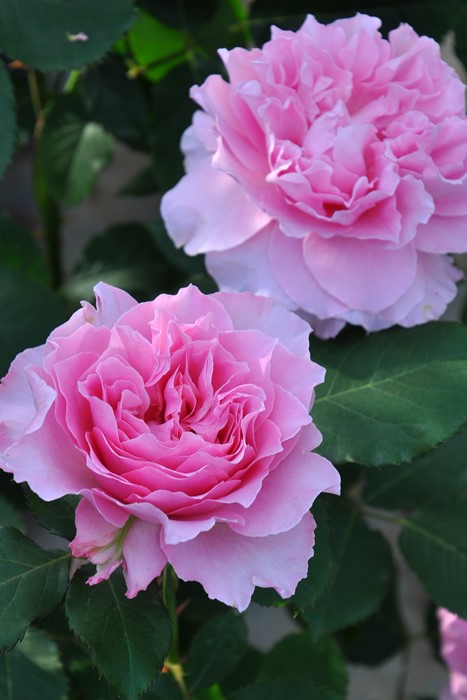 �Х��ġ����ġۥҡ���� ���� 6��ȭ�����ʡ����ӿ建�� ��Ͽ�ʼ�ϡ�KMG-KMG��