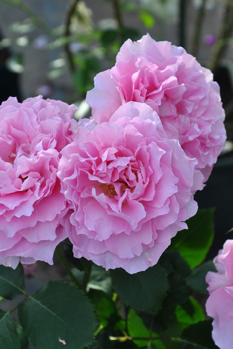 �Х��ġ����ġۥҡ���� ���� 6��ȭ�����ʡ����ӿ建�� ��Ͽ�ʼ�ϡ�KMG-KMG��