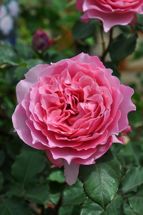 �Х��ġ����ġۥҡ���� ���� 6��ȭ�����ʡ����ӿ建�� ��Ͽ�ʼ�ϡ�KMG-KMG��