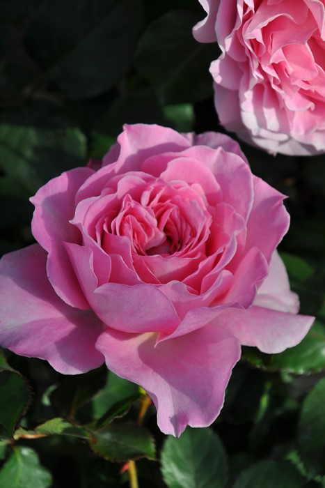 �Х��ġ����ġۥҡ���� ���� 6��ȭ�����ʡ����ӿ建�� ��Ͽ�ʼ�ϡ�KMG-KMG��