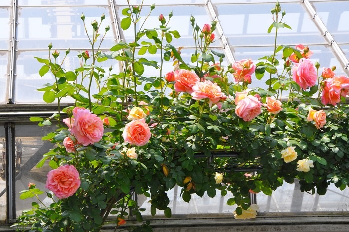 ġۥХ ѥԥǥС  6ȭʡηʼϡHan-DEL