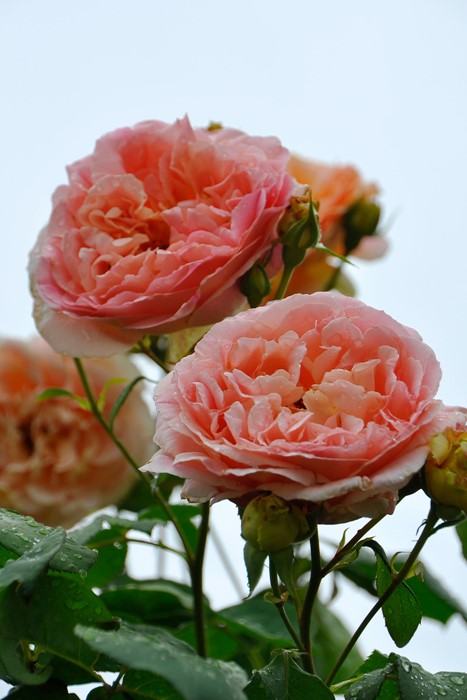 ġۥХ ѥԥǥС  6ȭʡηʼϡHan-DEL