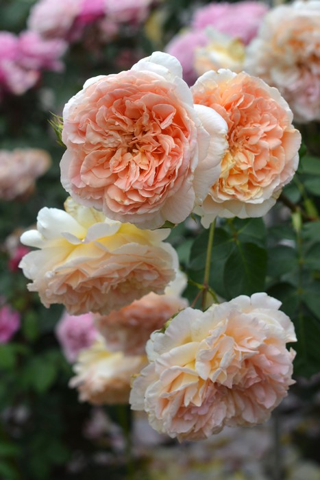 ġۥХ ѥԥǥС  6ȭʡηʼϡHan-DEL