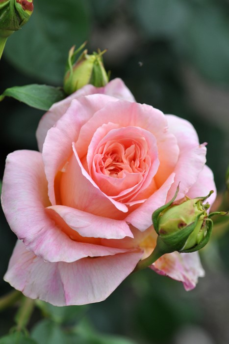 ġۥХ ѥԥǥС  6ȭʡηʼϡHan-DEL