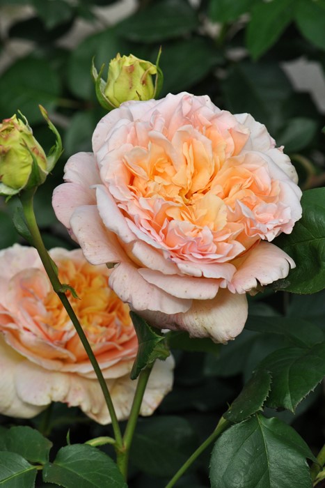 ġۥХ ѥԥǥС  6ȭʡηʼϡHan-DEL