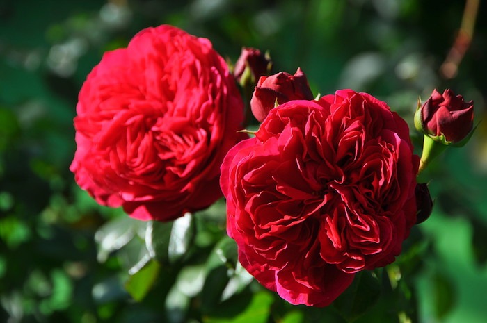 ġۥХ åɥ쥪ʥɥӥ  6ȭʡJ-FL10