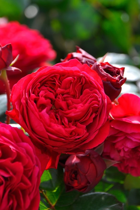 ġۥХ åɥ쥪ʥɥӥ  6ȭʡJ-FL10