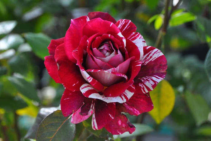 大苗 バラ苗 かおり フリオイグレシアス F絞赤白 国産苗 6号鉢植え品 J Ht25 0405追加 系統で選ぶバラ フロリバンダ 大苗 バラの家 公式本店 ロサオリエンティス