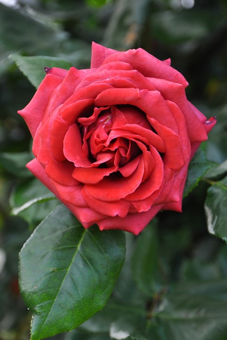 �Х��ġ����ġۥƥ饳�å��ڥ��祳�졼�ȥץ�󥹡� ���� 6��ȭ�����ʡ�J-CL20��