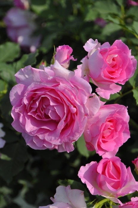 Хġġۥԥ󥯥֥ץ󥻥  6ȭʡӿ建 ϿʼϡTK-TK