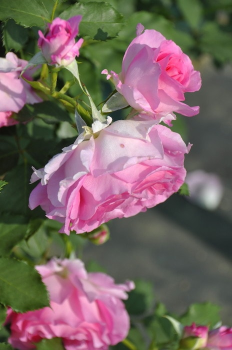 Хġġۥԥ󥯥֥ץ󥻥  6ȭʡӿ建 ϿʼϡTK-TK