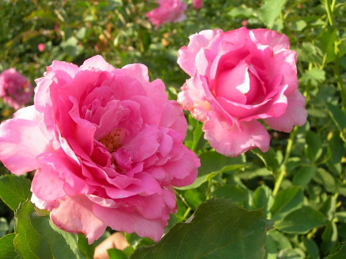 Хġġۥԥ󥯥֥ץ󥻥  6ȭʡӿ建 ϿʼϡTK-TK