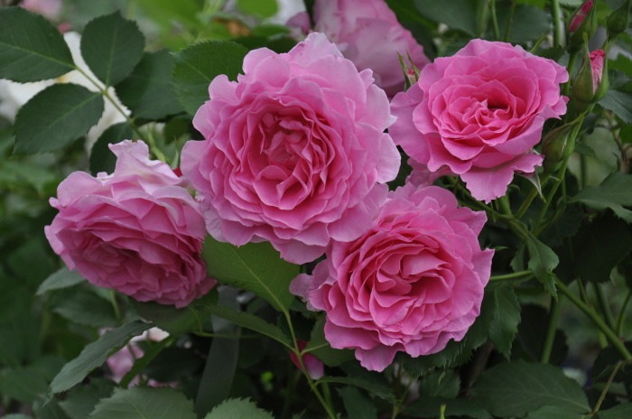 Хġġۥԥ󥯥֥ץ󥻥  6ȭʡӿ建 ϿʼϡTK-TK