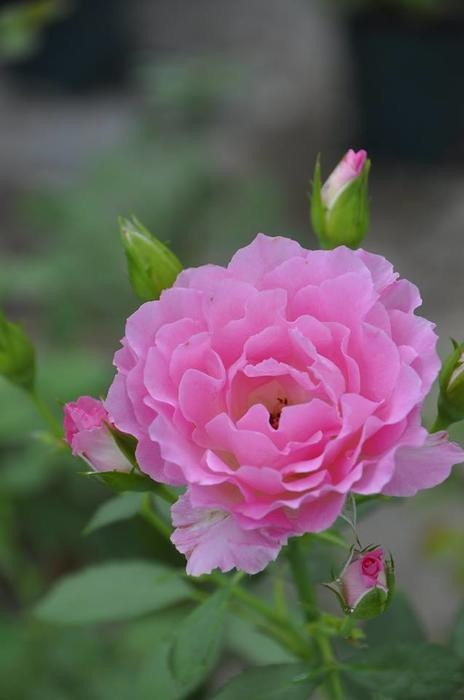 Хġġۥԥ󥯥֥ץ󥻥  6ȭʡӿ建 ϿʼϡTK-TK