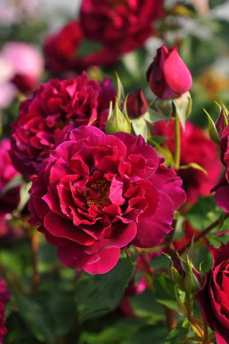 ���ߵ����ġۥХ��� �饤�� ���� 6��ȭ�����ʡη����ʼ�ϡ�J-RO��