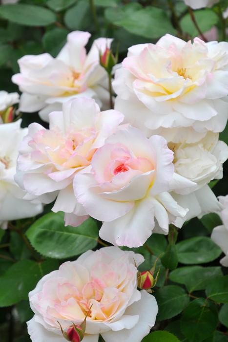 �Х��ġ����ġۥ˥�ե� ���� 6��ȭ�����ʡη����ʼ�ϡ�J-RO��