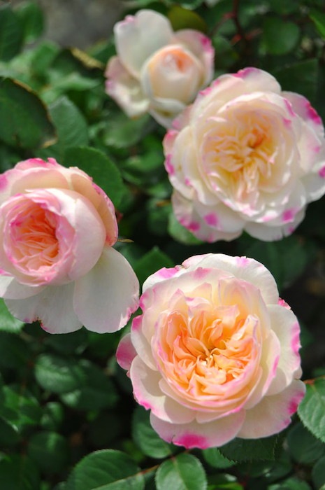 �Х��ġ����ġۥ˥�ե� ���� 6��ȭ�����ʡη����ʼ�ϡ�J-RO��