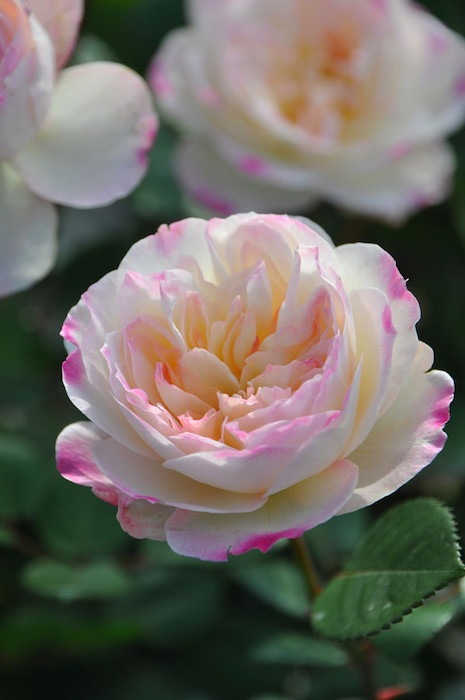 �Х��ġ����ġۥ˥�ե� ���� 6��ȭ�����ʡη����ʼ�ϡ�J-RO��