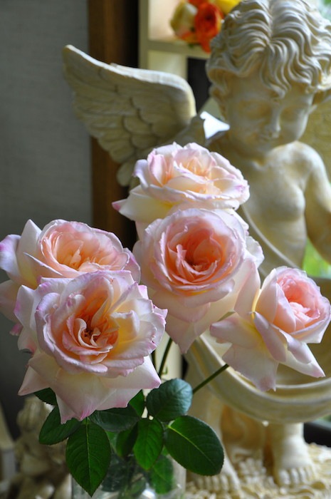 �Х��ġ����ġۥ˥�ե� ���� 6��ȭ�����ʡη����ʼ�ϡ�J-RO��