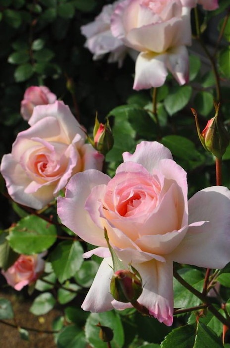 �Х��ġ����ġۥ˥�ե� ���� 6��ȭ�����ʡη����ʼ�ϡ�J-RO��