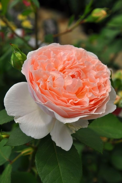 ���ߵ����ġۥХ��� ���إ�ĥ����С� ���� 6��ȭ�����ʡ����ӿ建�� ��Ͽ�ʼ�ϡ�J-IRM3�ա�1120�����