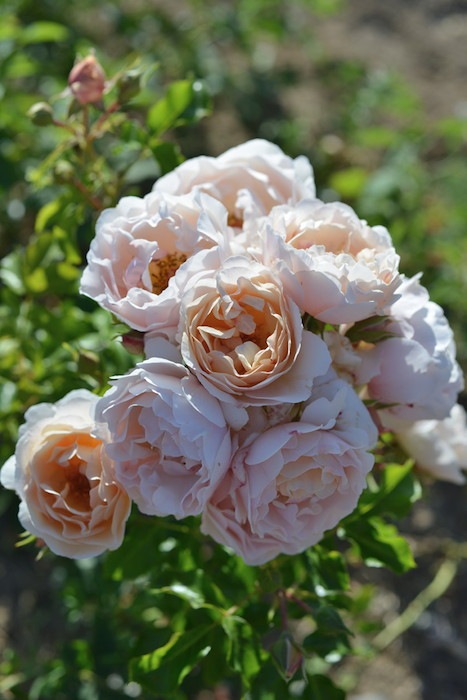 ġۥХ ӡ  6ȭʡӿ建 ϿʼϡHan-DEL