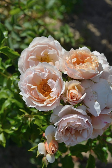 ġۥХ ӡ  6ȭʡӿ建 ϿʼϡHan-DEL