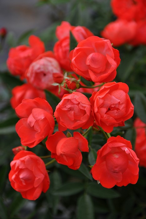 ġۥХ 󥸥ޥǡڥեǡ  6ȭʡJ-OB20