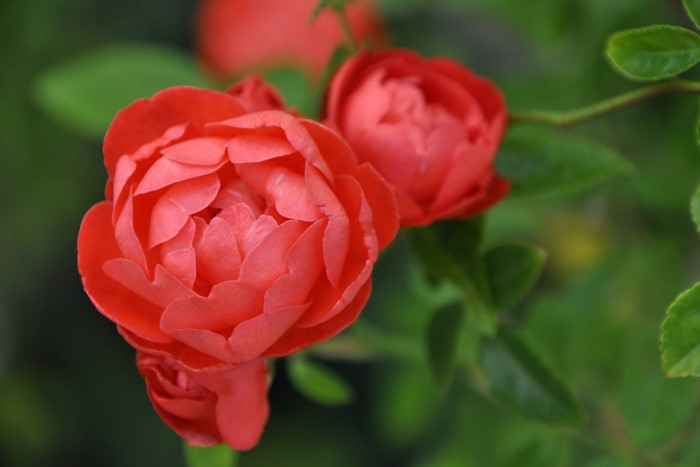 ġۥХ 󥸥ޥǡڥեǡ  6ȭʡJ-OB20